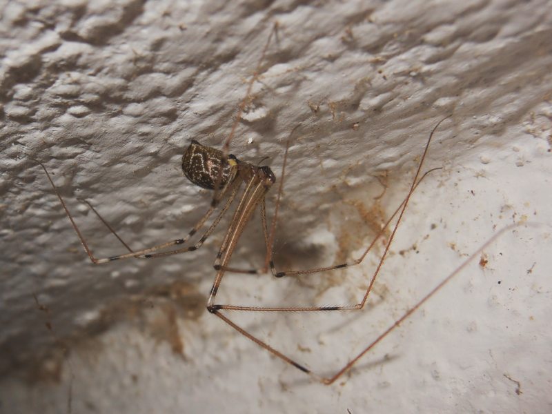 Holocnemus pluchei
